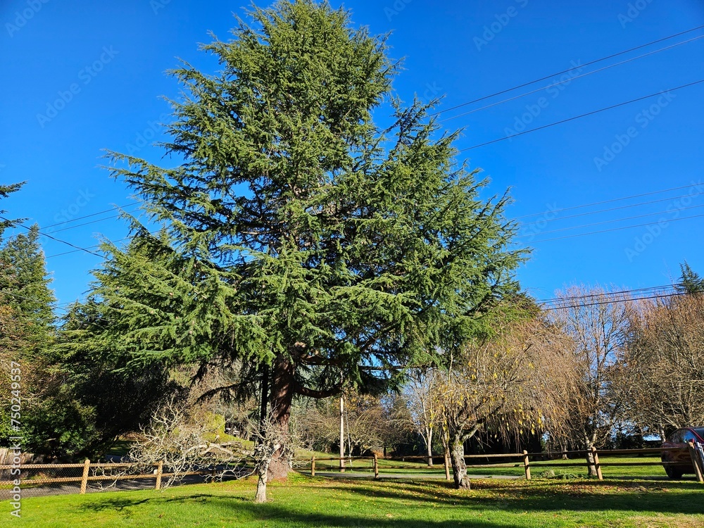 Fototapeta premium Rays of sunshine travelling through forest and nature in Kirkland Washington