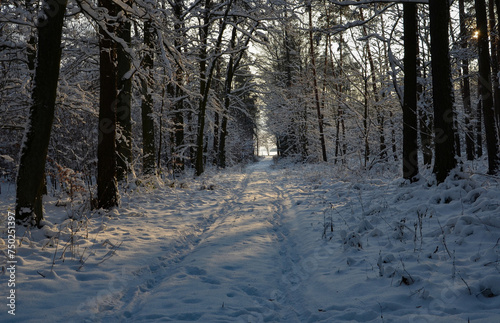 Droga w lesie zimą