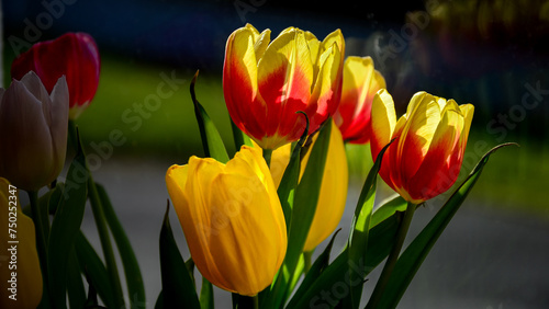 A ray of sunshine on a bouquet. Vibrant Yellow-Red Tulips Adorn a Windowsill, Framed by Verdant Garden Views