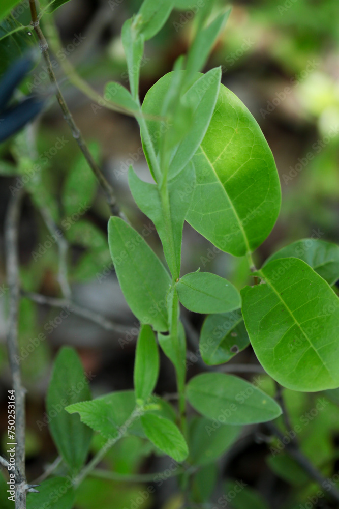 Crotalaria stipularia Crotalaria stipularia