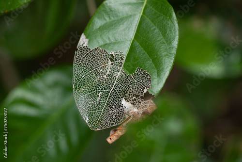 Leaf eaten by larva
