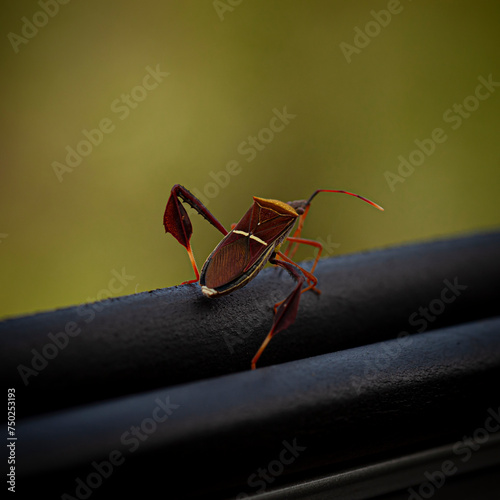 Hemiptera