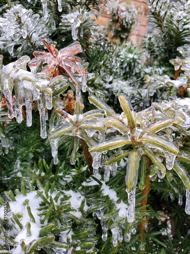 snow covered tree ice flower 