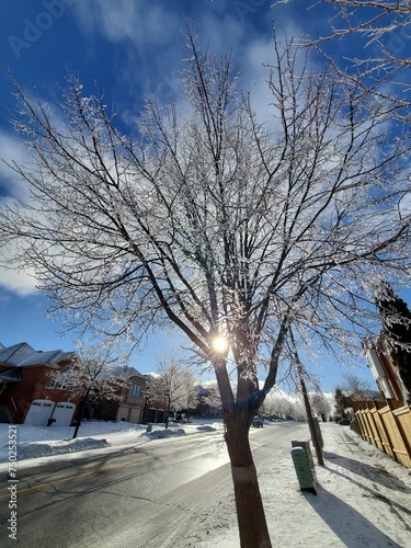 snow covered trees