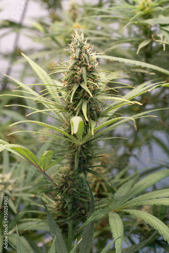 Cannabis farm indoor. Marijuana flowering