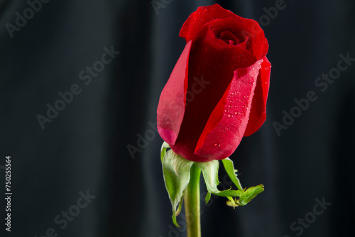 Crimson rose with water drops against black satin background