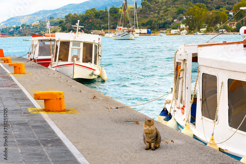 Fototapeta Naklejka Na Ścianę i Meble -  A stray tabby cat sits on the pier next to a small fishing boat at the port harbor of the Greek island of Poros, in the Saronic Gulf of Southern Greece.