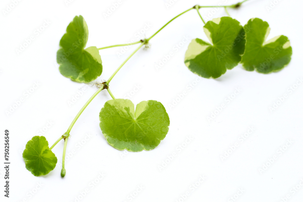 White and green leaves of water pennywort plant White and green leaves of water pennywort plant