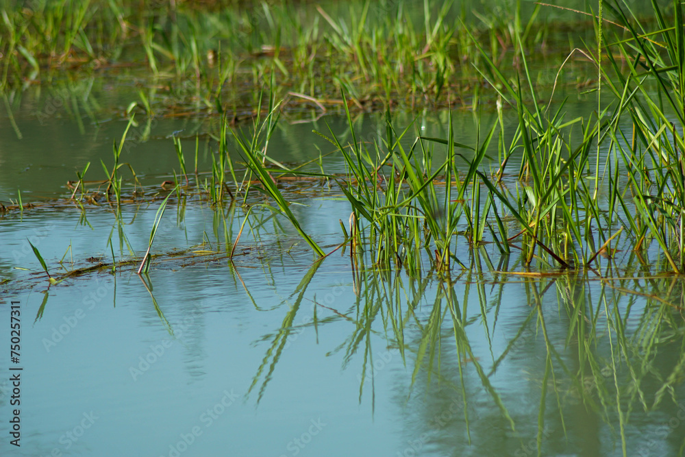 a pond in a garden covered with grass a pond in a garden covered with grass