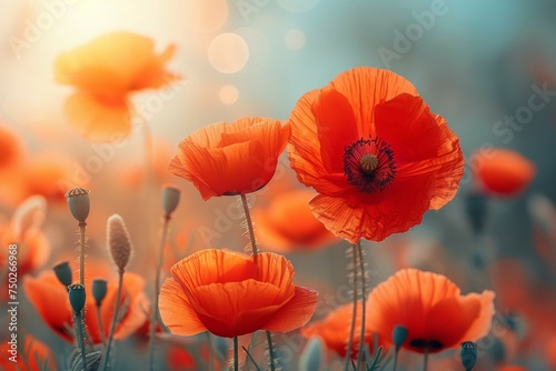A field of red poppies with a blue sky in the background © top images