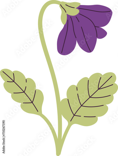Viola Flower With Leaves