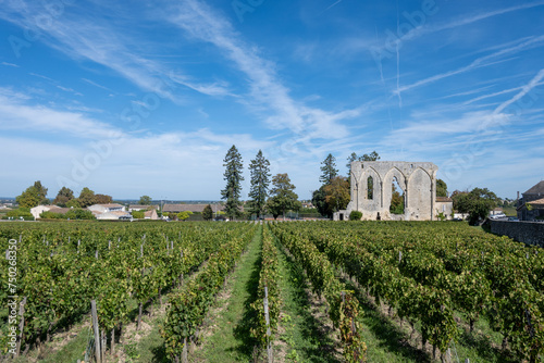 Vineyards near St. Emilion town, production of red Bordeaux wine, Merlot or Cabernet Sauvignon grapes on cru class vineyards in Saint-Emilion wine making region, France, Bordeaux photo