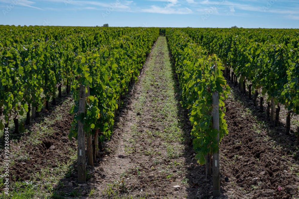 Harvest grapes in Pomerol village, production of red Bordeaux wine, Merlot or Cabernet Sauvignon grapes on cru class vineyards in Pomerol, Saint-Emilion wine making region, France, Bordeaux