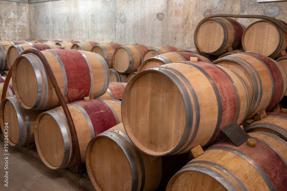 French oak wooden barrels for aging red wine in underground cellar, Saint-Emilion wine making region picking, cru class Merlot or Cabernet Sauvignon red wine grapes, France, Bordeaux