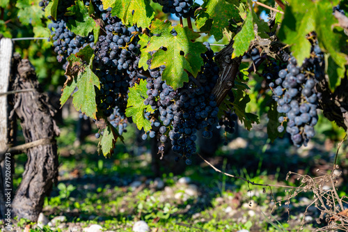 Bunches of ripe grapes, vineyards near St. Emilion town, Merlot or Cabernet Sauvignon grapes on cru class vineyards in Saint-Emilion wine making region, France, Bordeaux