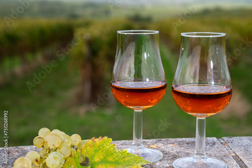 Tasting of Cognac strong alcohol drink in Cognac region, Charente with rows of ripe ready to harvest ugni blanc grape on background uses for spirits distillation, France photo