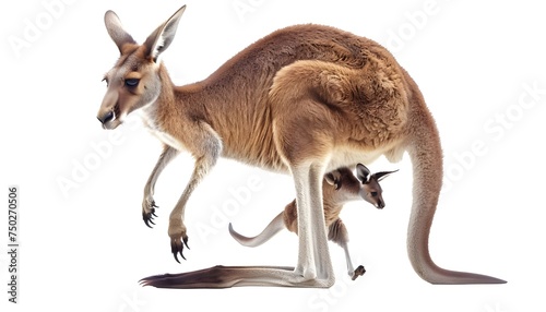 Red kangaroo carrying a cute Joey, isolated on clean white © thiraphon