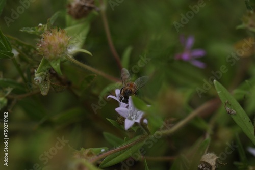 Bee pollinating 
