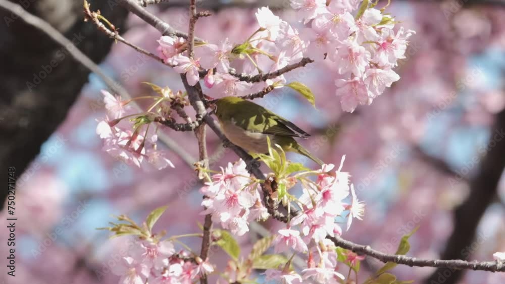 河津桜とメジロ