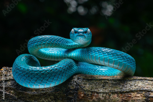 Male blue pit viper snake, trimeresurus insularis, posing on defensive posture, with dark background