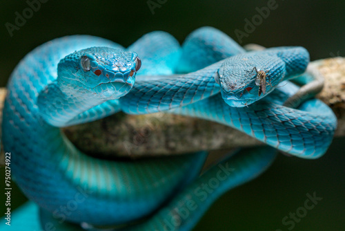 two blue pit viper, blue trimeresurus insularis, together on a branch with natural bokeh background