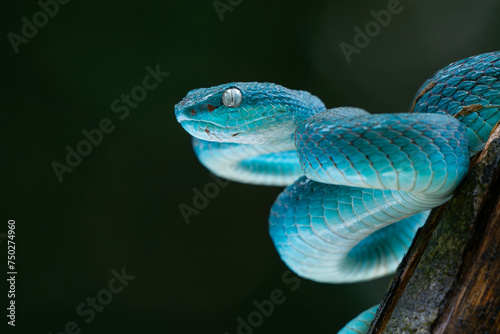 Male blue pit viper snake, trimeresurus insularis, posing on defensive posture, with dark background