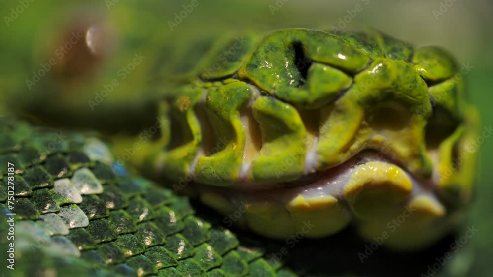 emerald tree boa heat pits macro slomo handheld