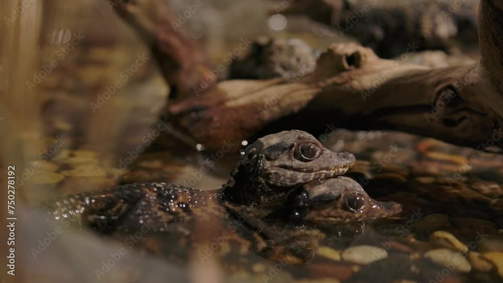 baby caiman stacked as another enters water in background baby caiman stacked as another enters water in background