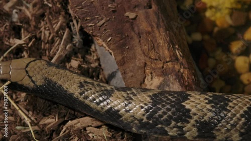 false water cobra exits creek closeup slithering photo