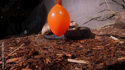 cottonmouth snake strikes water balloon 120fps unique angle on tool photo