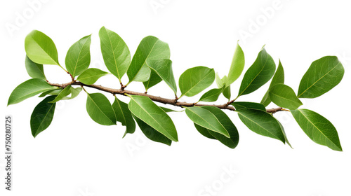 Ficus religiosa green leaves, Isolated on transparent PNG background, Generative ai © anita
