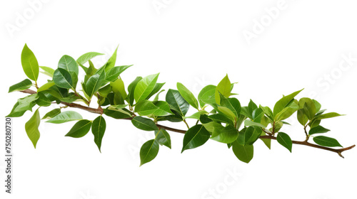 Ficus religiosa green leaves, Isolated on transparent PNG background, Generative ai photo