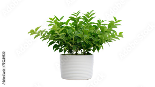 fresh curry leaves curry patta herb plant, Isolated on transparent PNG background, Generative ai
