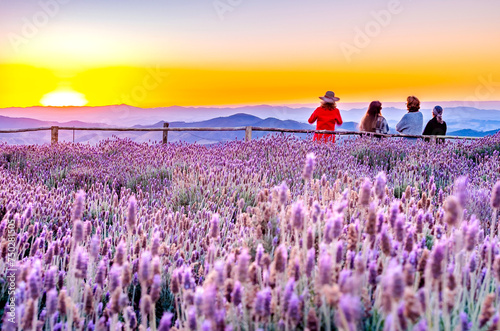 Fototapeta Naklejka Na Ścianę i Meble -  Lavender field in Cunha, in the interior of São Paulo, Brazil.