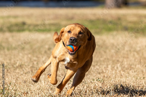 Dog running towards the camera with a ball in his mouth