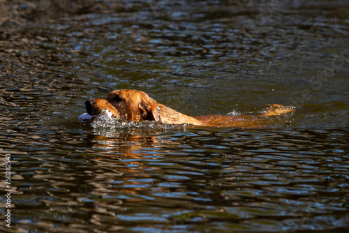 dog in water