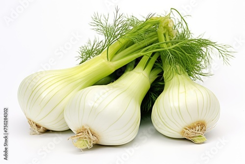 Fennel, vegetable , white background.