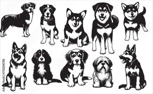 Photography set of dogs