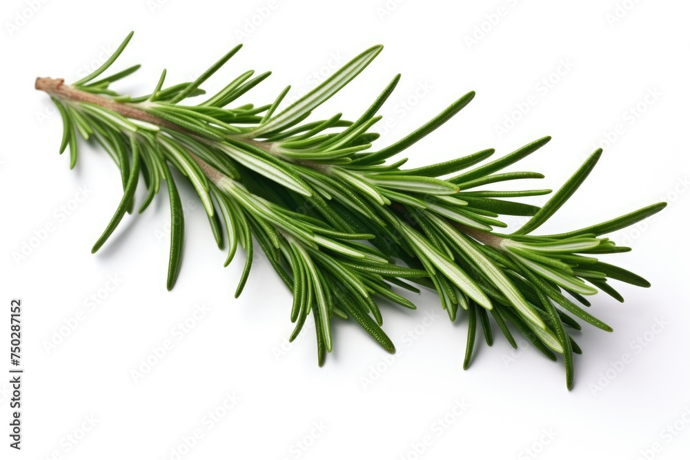 Rosemary, vegetable , white background. Rosemary, vegetable , white background.