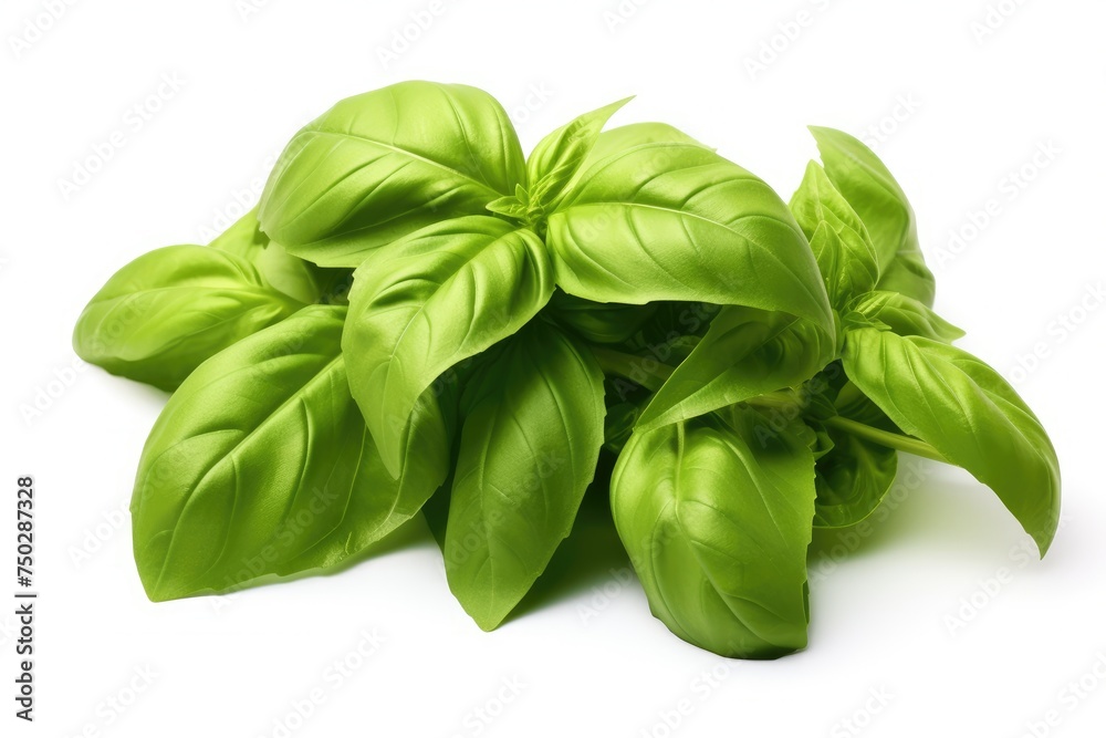 Basil, vegetable , white background. Basil, vegetable , white background.