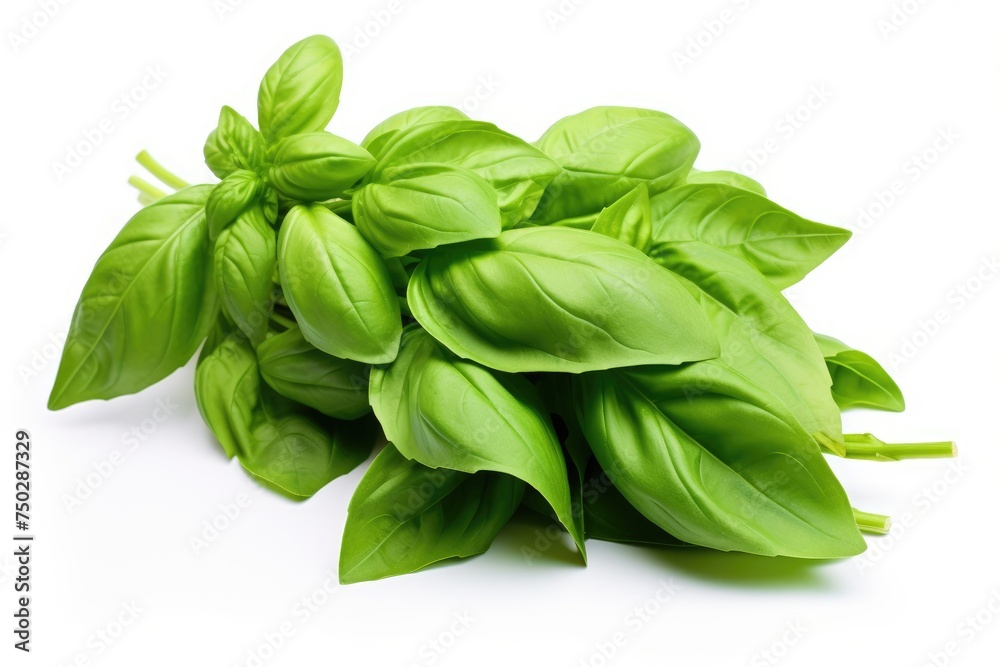 Basil, vegetable , white background. Basil, vegetable , white background.