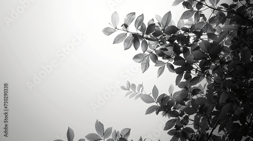leaves space black and white background