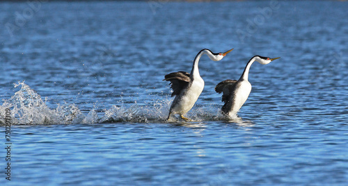 Photos Western Grebes Dancing in the lake