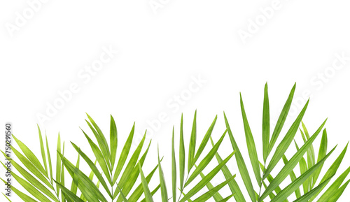 Palm branch on transparent background