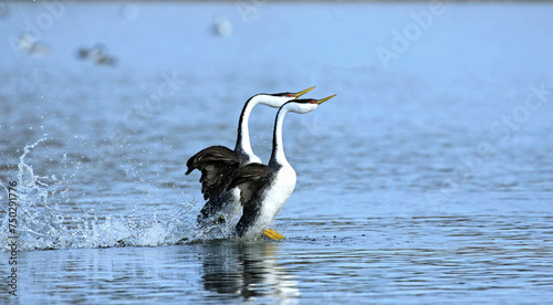 Photos Western Grebes Dancing in the lake