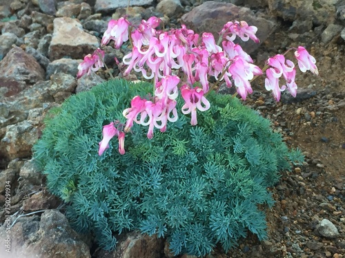 コマクサの花 photo