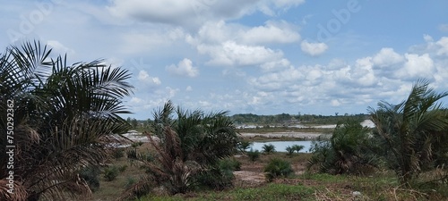 Palm plantations
