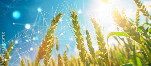 wheat field for healthy sustainable concept background