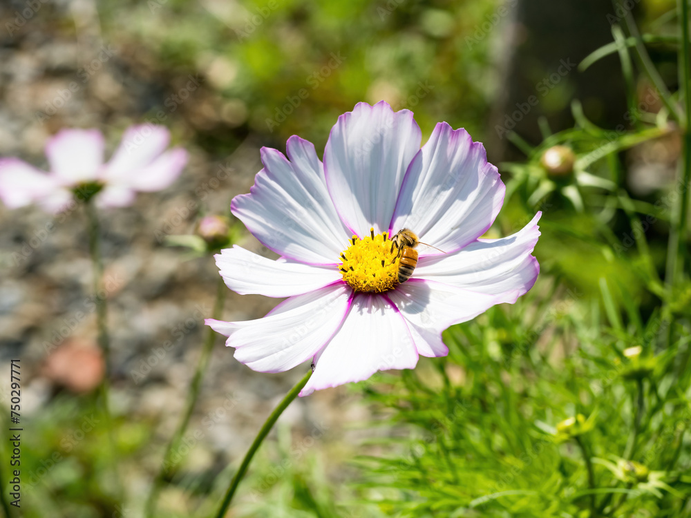 Spring single daisy flower and bee Spring single daisy flower and bee