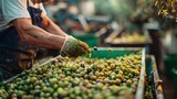 A middle aged olive oil artisan carefully smashing and selecting best olives in order to make pure olive oil with a nature backdrop and a big space, Generative AI.
